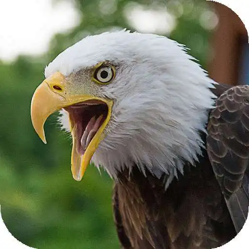 Run free android online Eagle Wallpapers HD (backgrounds & themes) APK