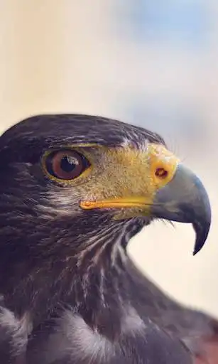 Play Eagle Wallpapers HD (backgrounds & themes) and enjoy Eagle Wallpapers HD (backgrounds & themes) with UptoPlay Play Eagle Wallpapers HD (backgrounds & themes) and enjoy Eagle Wallpapers HD (backgrounds & themes) with UptoPlay