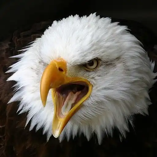 Free play online Eagle Wallpapers APK Free play online Eagle Wallpapers APK