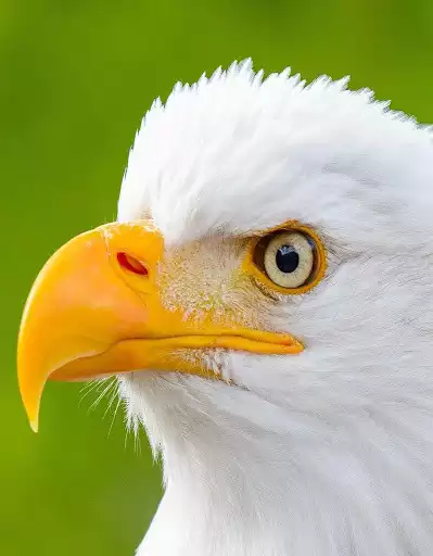 Play Eagle Wallpapers