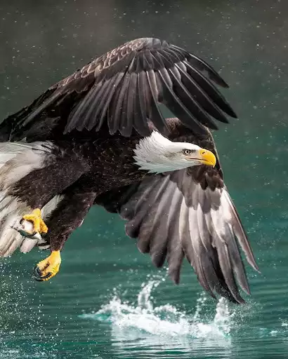 Play Eagle Wallpapers