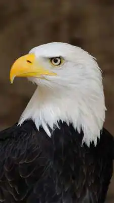 Play Eagle Wallpapers