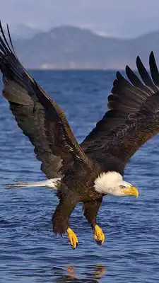 Play Eagle Wallpapers