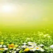 Free play online Early Spring Flowers Live LWP APK