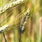 Free play online Ear of wheat APK Free play online Ear of wheat APK