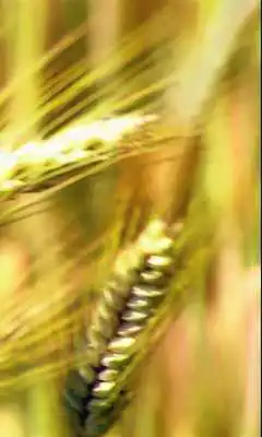 Play Ear of wheat