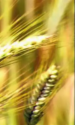 Play Ear of wheat