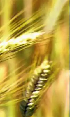 Play Ear of wheat