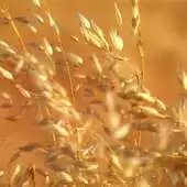 Free play online Ears of oat APK Free play online Ears of oat APK