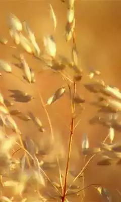 Play Ears of oat