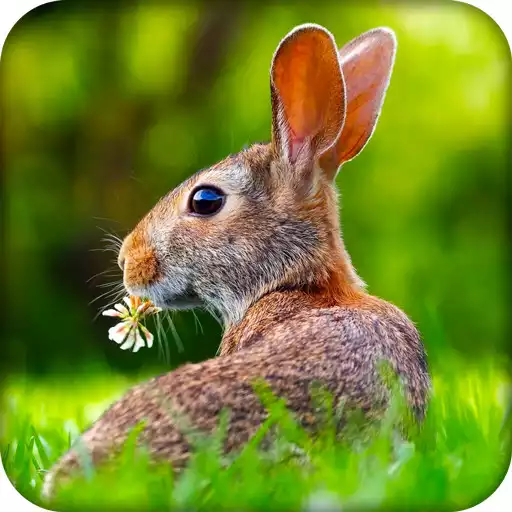 Play Easter Bunny Live Wallpaper HD APK Play Easter Bunny Live Wallpaper HD APK