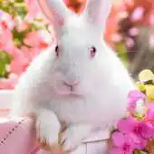 Free play online easter bunny live wallpapers APK Free play online easter bunny live wallpapers APK