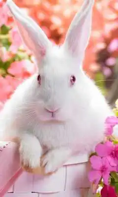 Play easter bunny live wallpapers