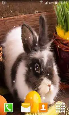 Play Easter Bunny Live Wallppers