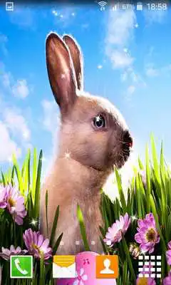 Play Easter Bunny Live Wallppers