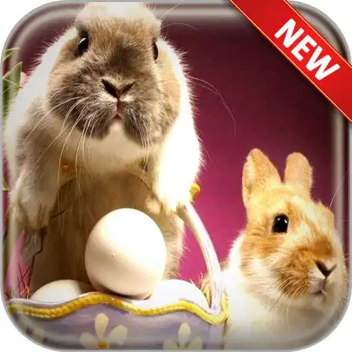 Run free android online Easter Bunny Wallpapers APK