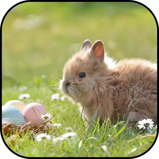 Free play online Easter Wallpapers APK Free play online Easter Wallpapers APK