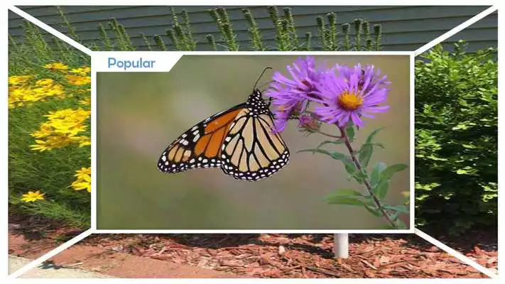 Play Easy DIY Butterfly Feeder