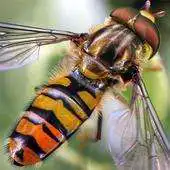 Free play online E balteatus APK