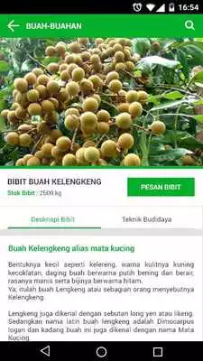 Play e-Bibit DinPerNd