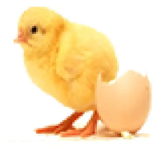 Play echicken APK Play echicken APK