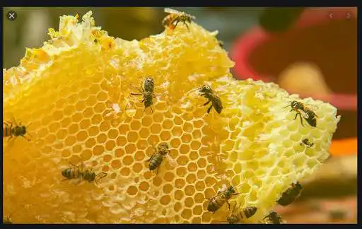 Play Ecological beekeeping and honey. Beekeeper Occupat  and enjoy Ecological beekeeping and honey. Beekeeper Occupat with UptoPlay