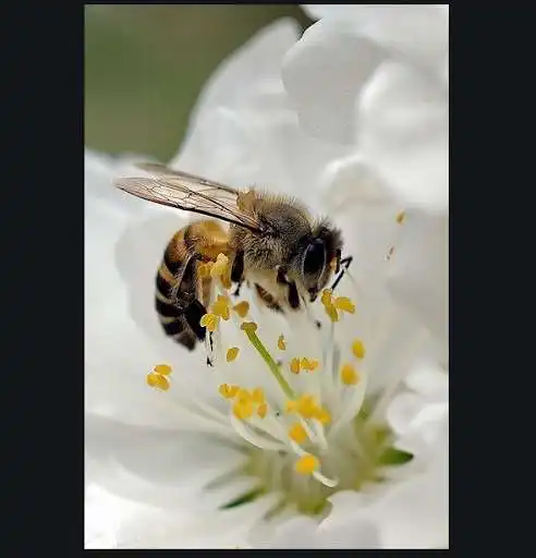 Play Ecological beekeeping and honey. Beekeeper Occupat as an online game Ecological beekeeping and honey. Beekeeper Occupat with UptoPlay