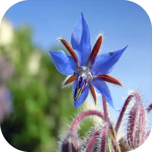 Play Edible Flower APK