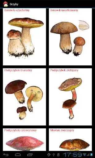 Play Edible Fungi