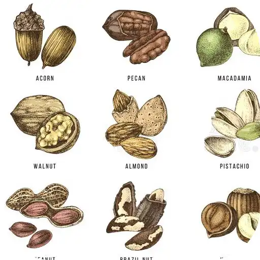 Play Edible nuts and seeds APK Play Edible nuts and seeds APK