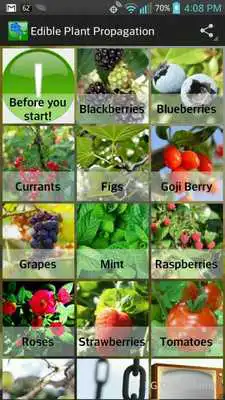 Play Edible Plant Propagation