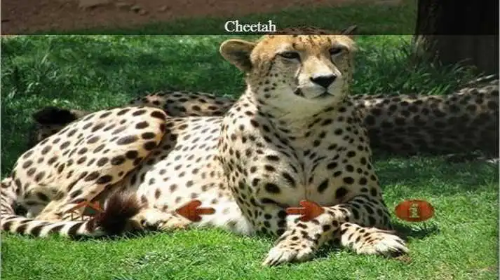 Play Educational ZOO Play Educational ZOO