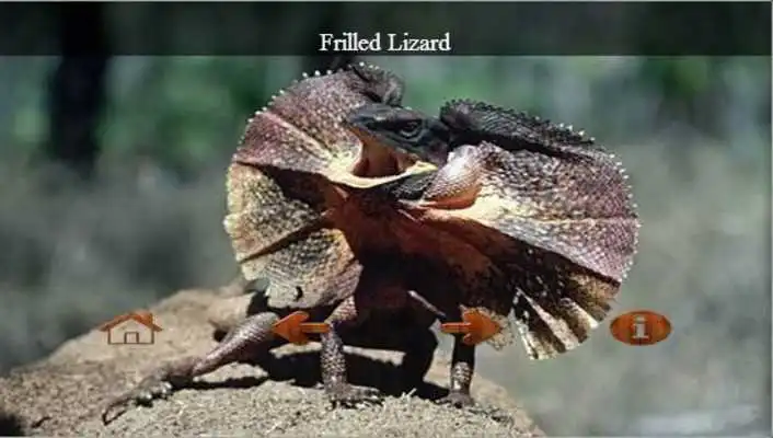 Play Educational ZOO Play Educational ZOO