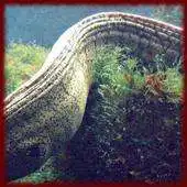 Free play online Eels wallpapers APK Free play online Eels wallpapers APK