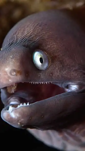 Play Eel Wallpaper and enjoy Eel Wallpaper with UptoPlay Play Eel Wallpaper and enjoy Eel Wallpaper with UptoPlay