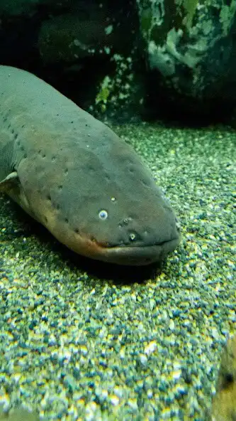 Play Eel Wallpaper as an online game online Eel Wallpaper with UptoPlay Play Eel Wallpaper as an online game Eel Wallpaper with UptoPlay