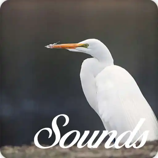 Play Egret Bird Sounds and Ringtone Audio APK