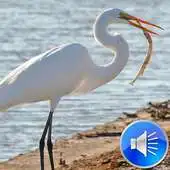 Free play online Egret Bird Sounds APK