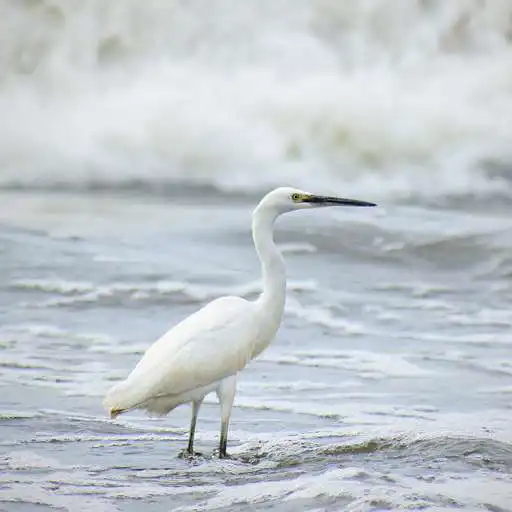 Play egret bird wallpaper APK Play egret bird wallpaper APK