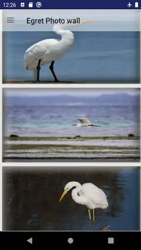 Play egret bird wallpaper  and enjoy egret bird wallpaper with UptoPlay