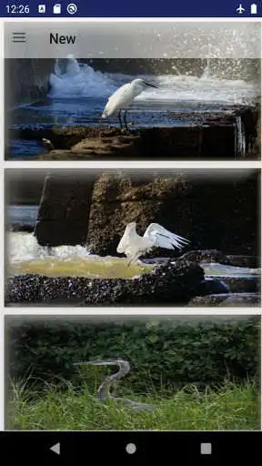 Play egret bird wallpaper as an online game egret bird wallpaper with UptoPlay