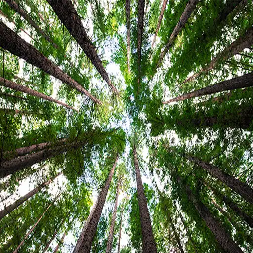 Play Ekologi Hutan APK Play Ekologi Hutan APK