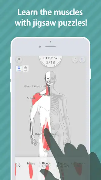 Play E. Learning Muscles Puzzle  and enjoy E. Learning Muscles Puzzle with UptoPlay