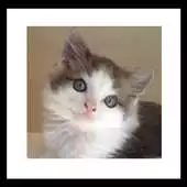 Free play online elegance cat wallpaper APK Free play online elegance cat wallpaper APK