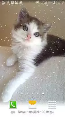 Play elegance cat wallpaper