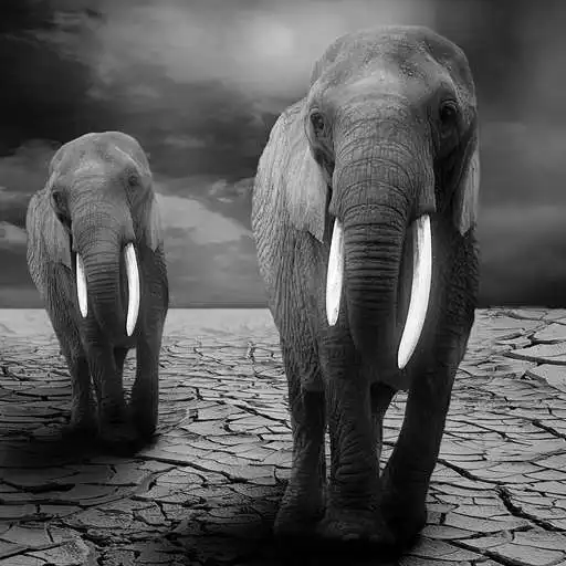 Play Elephant Backgrounds APK