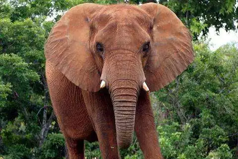 Play Elephant Backgrounds  and enjoy Elephant Backgrounds with UptoPlay