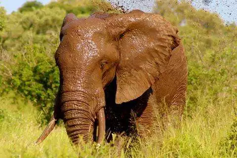 Play Elephant Backgrounds as an online game Elephant Backgrounds with UptoPlay