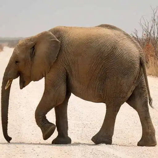 Play Elephant Images APK Play Elephant Images APK