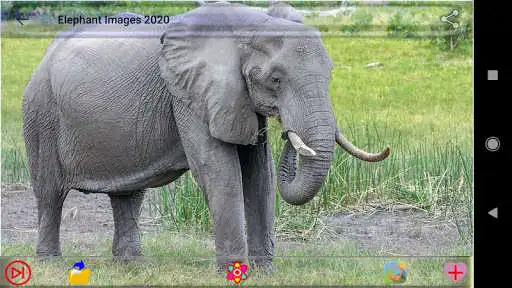 Play Elephant Images  and enjoy Elephant Images with UptoPlay